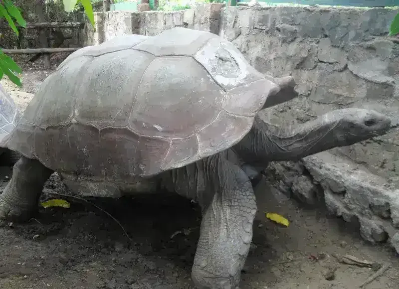 Giant tortoise at Nosy Komba Madgascar
